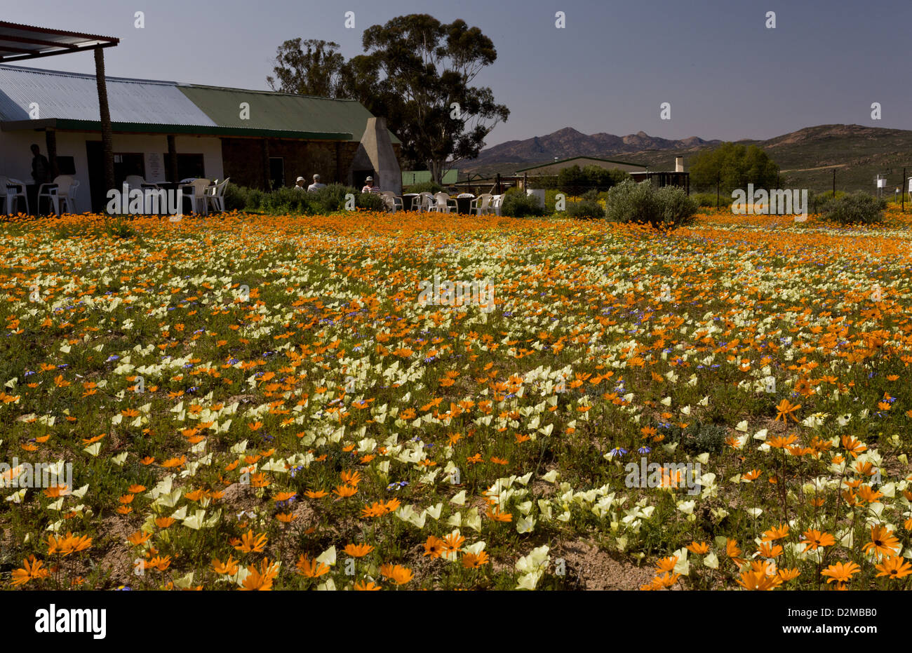 Spring flowers, especially yellow Grielum humifusum around the cafe in Skilpad Nature Reserve, Namaqua National Park, Africa Stock Photo