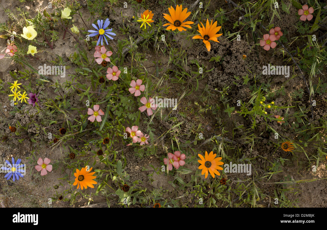 Mixed spring flowers, including pink Oxalis, blue Felicia, and orange Namaqua Daisy in Skilpad Nature Reserve, South Africa Stock Photo