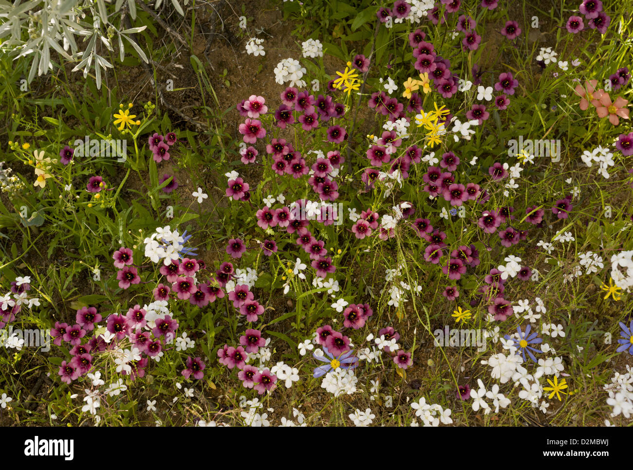 Mixed spring flowers, including the purplish Diascia namaquensis, Skilpad Nature Reserve, Namaqua National Park, South Africa Stock Photo