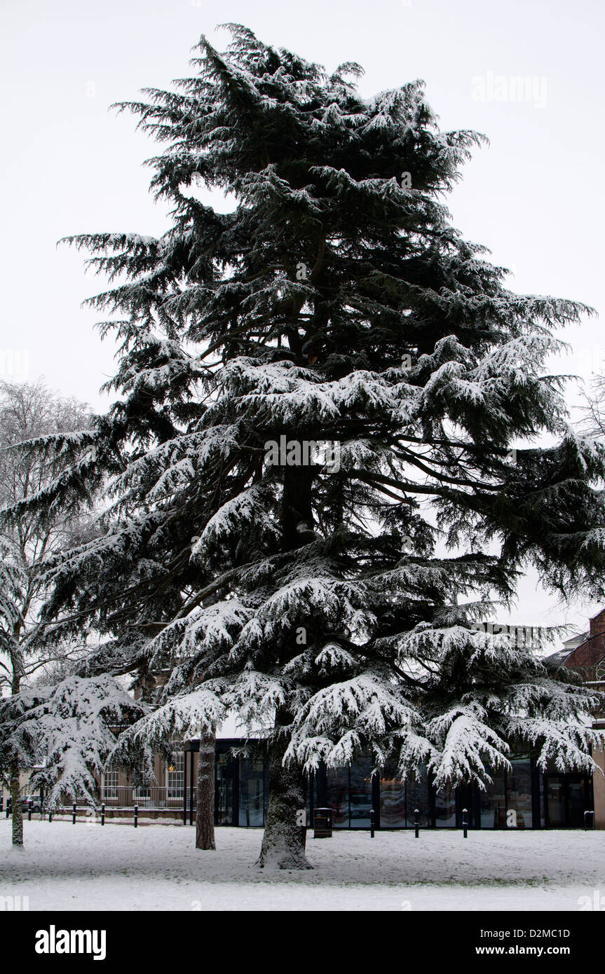 Cedar tree england hires stock photography and images Alamy