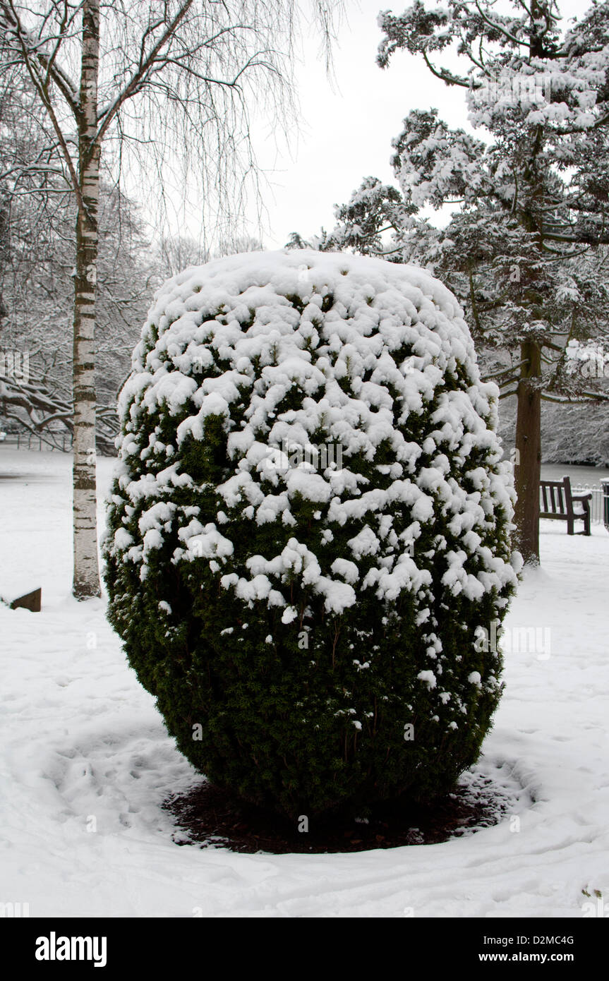 Yew bush, Taxus baccata, in winter with snow. Stock Photo