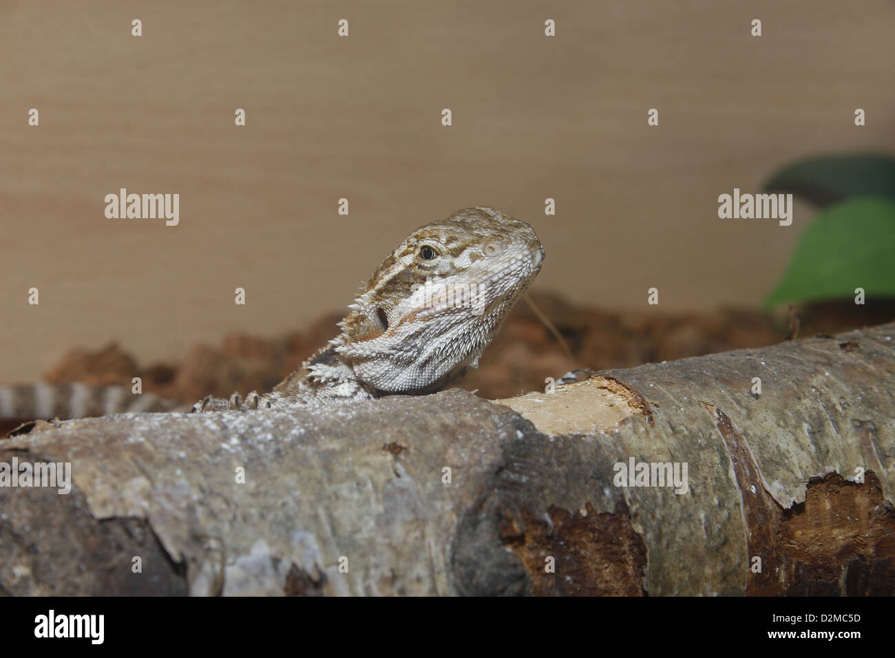 Juvenile bearded dragon hires stock photography and images Alamy