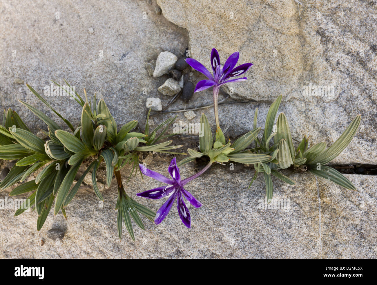 An endemic iris-relative, Babiana framesii among rocks in Nieuwoudtville reserve, South Africa Stock Photo