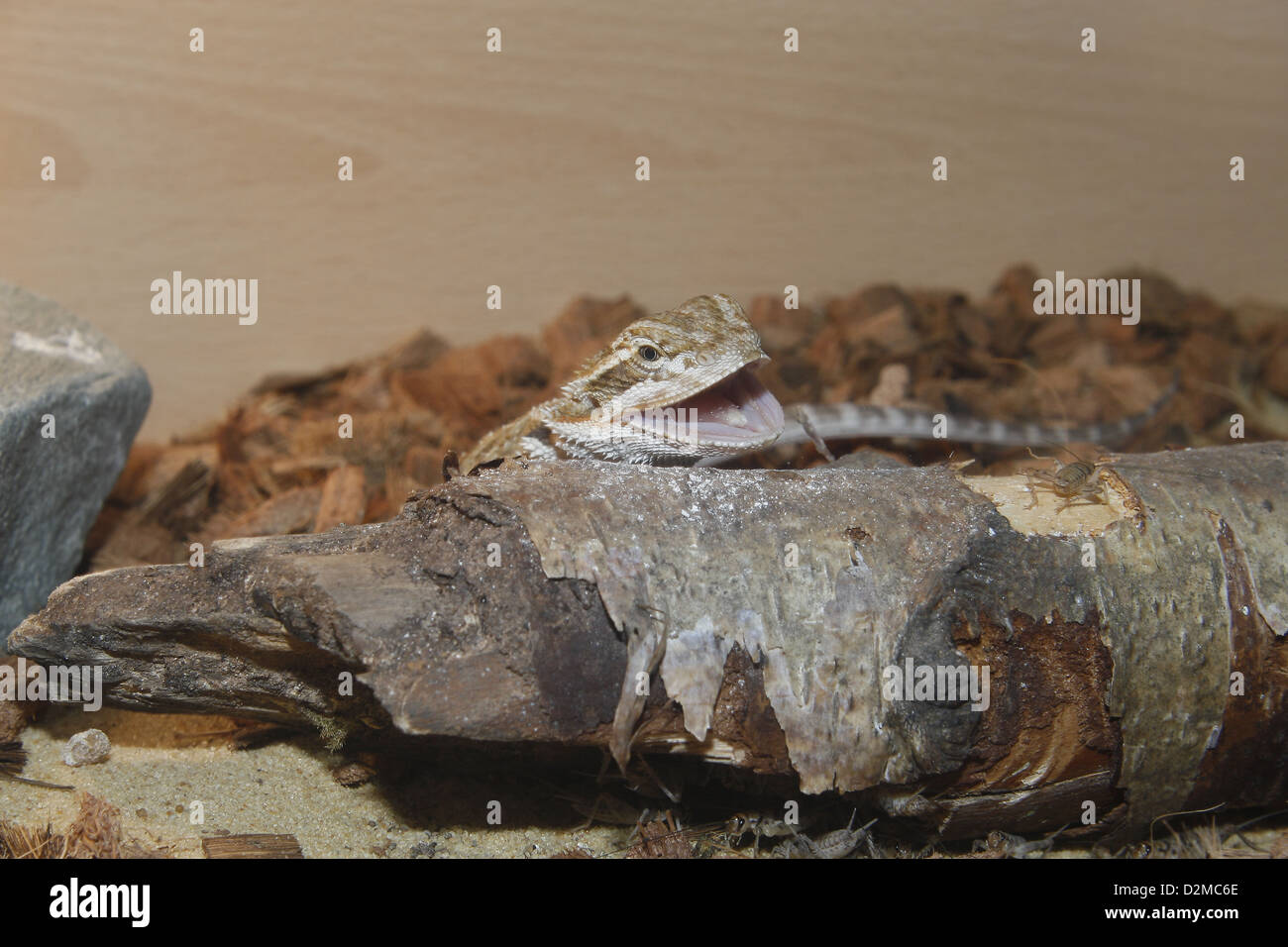 Inland or Central Bearded dragon about to eat brown cricket Pogona vitticeps, Acheta domesticus Stock Photo