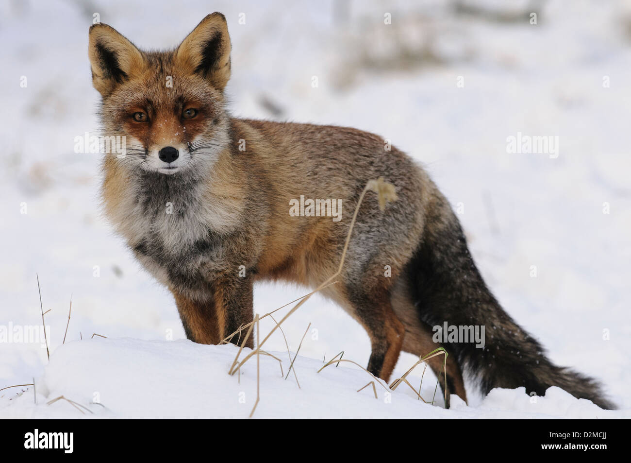 A red fox in the snow Stock Photo