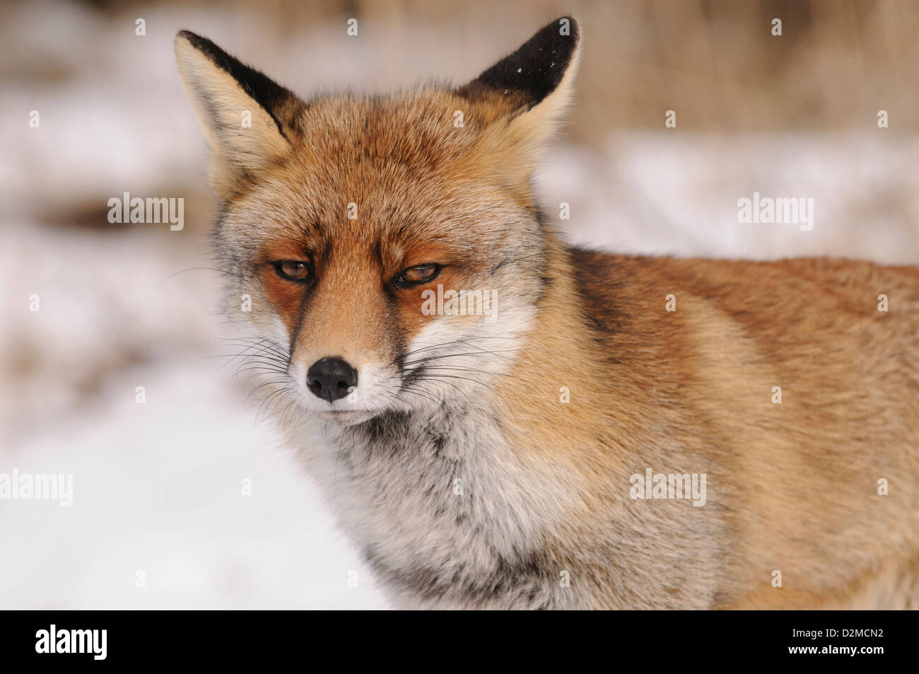 Portrait of a red fox in the snow Stock Photo