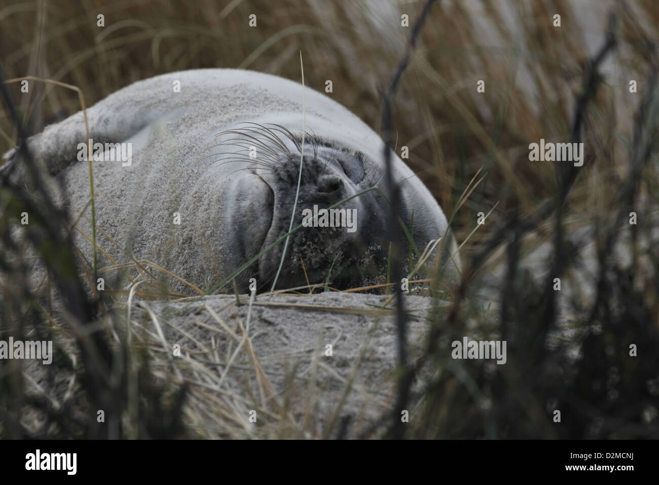 A juvenile grey seal Halichoerus grypus, sleeping in the sand dunes of Helgoland, North Sea Stock Photo