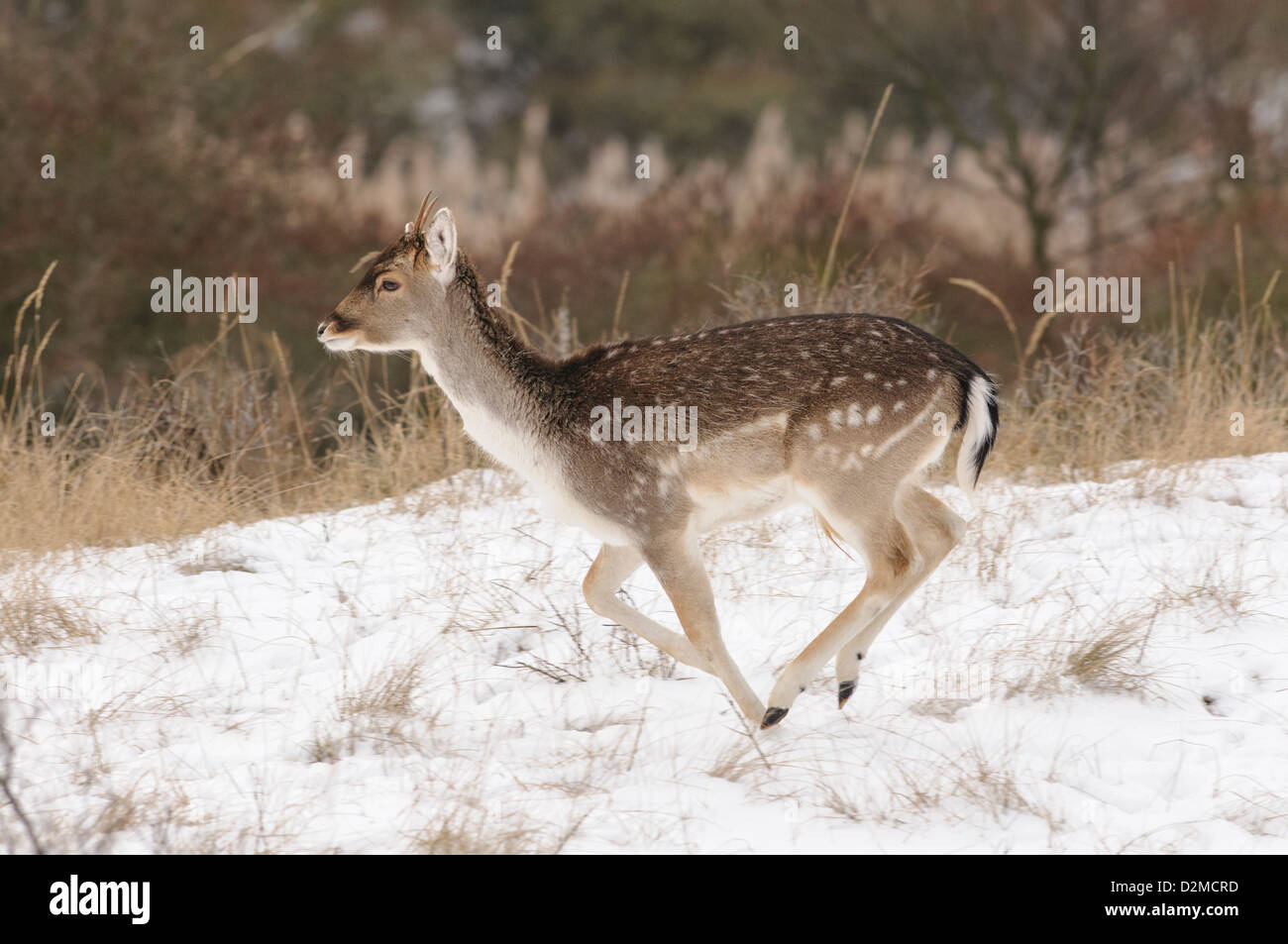 Running Fallow deer in the snow Stock Photo