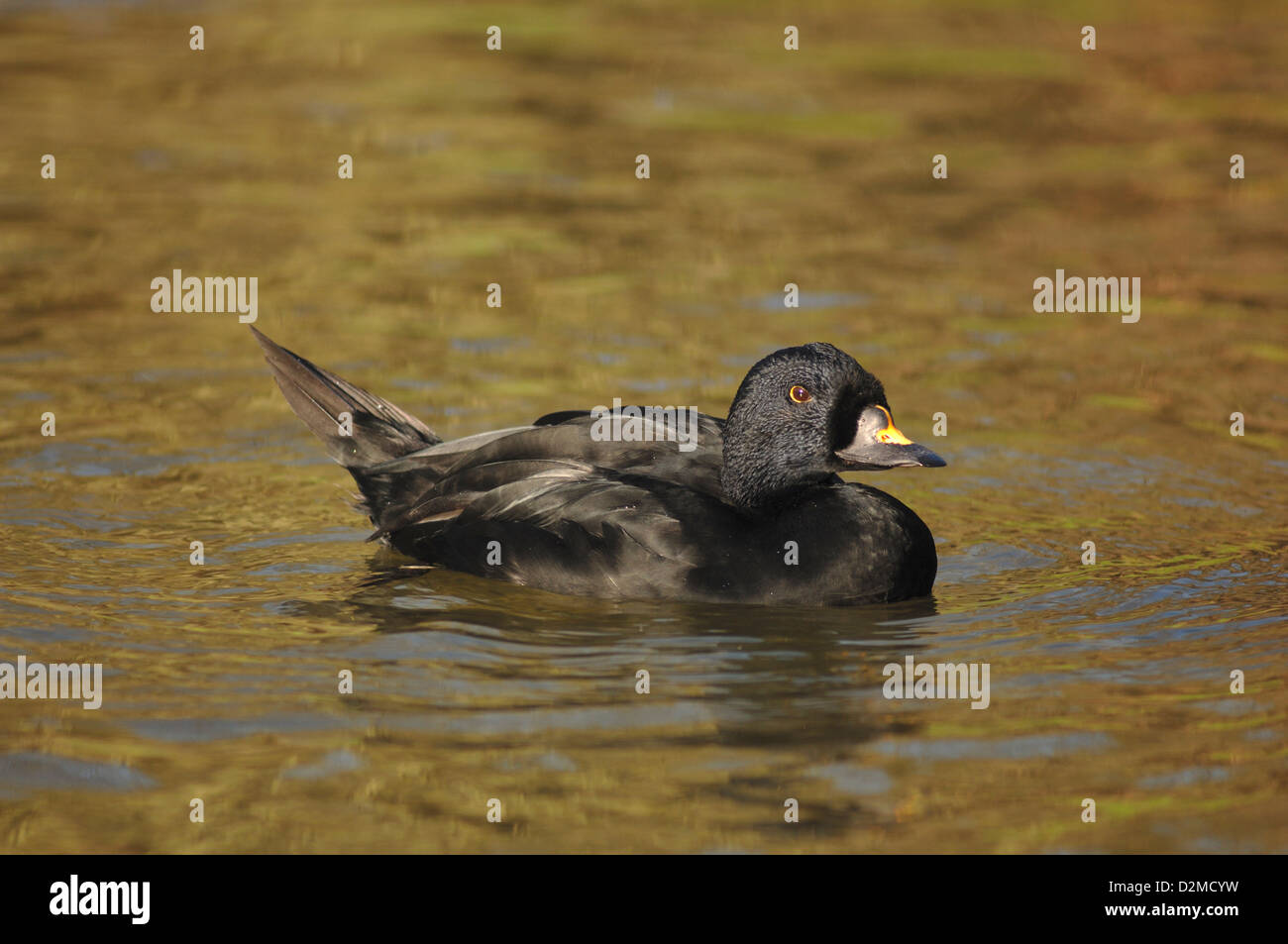 Common scoter duck hi-res stock photography and images - Alamy