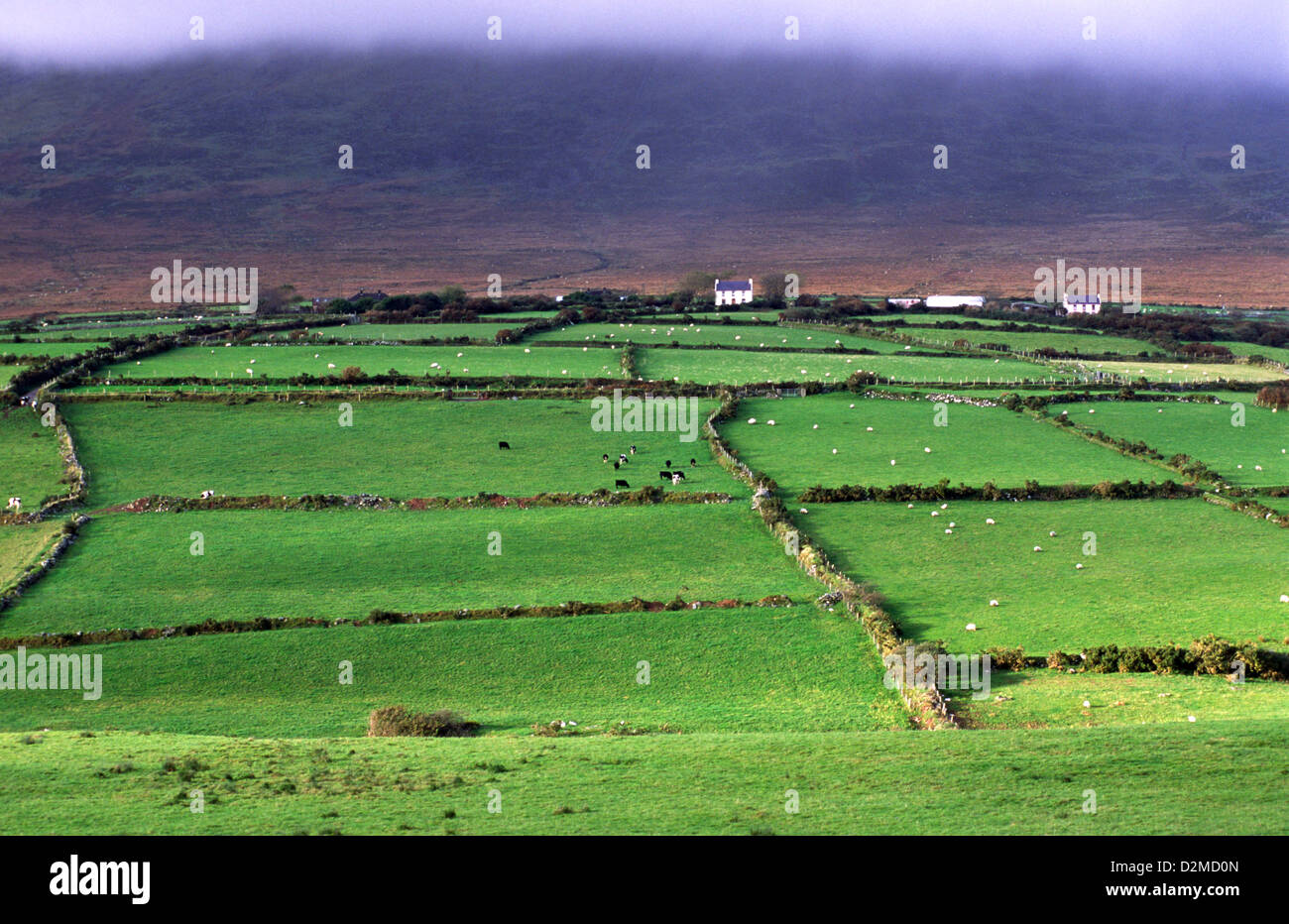 Farmland with dry-stone wall enclosures on Dingle Peninsula, County Kerry, Ireland. Stock Photo