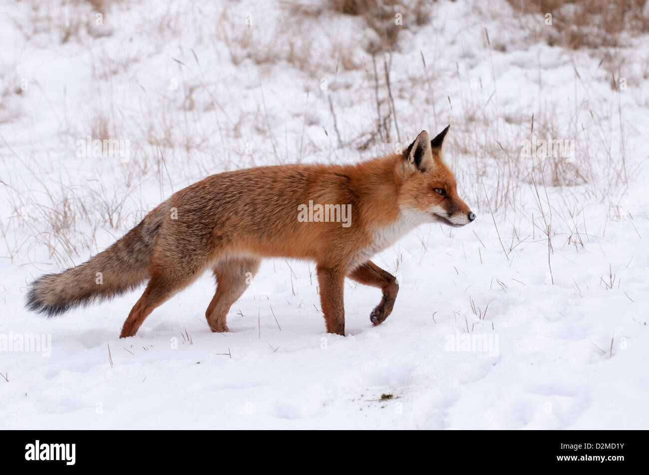 Red fox walking in snow Stock Photo