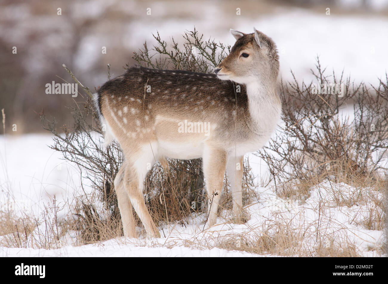 Fallow deer in the snow Stock Photo