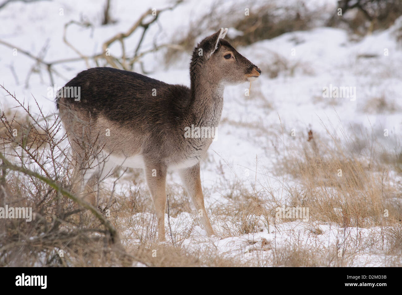 Fallow deer in the snow Stock Photo