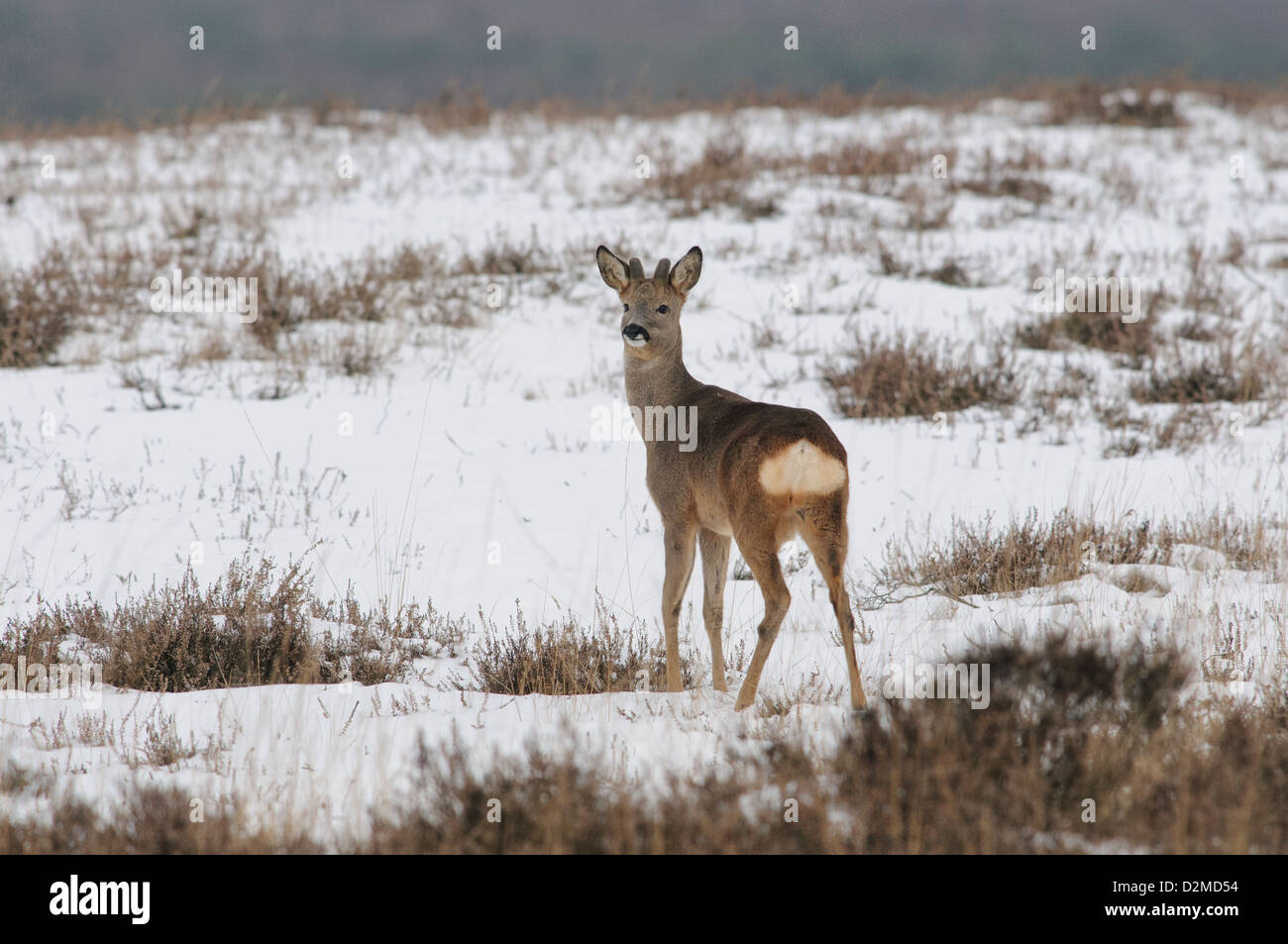 Roe deer in the snow Stock Photo - Alamy