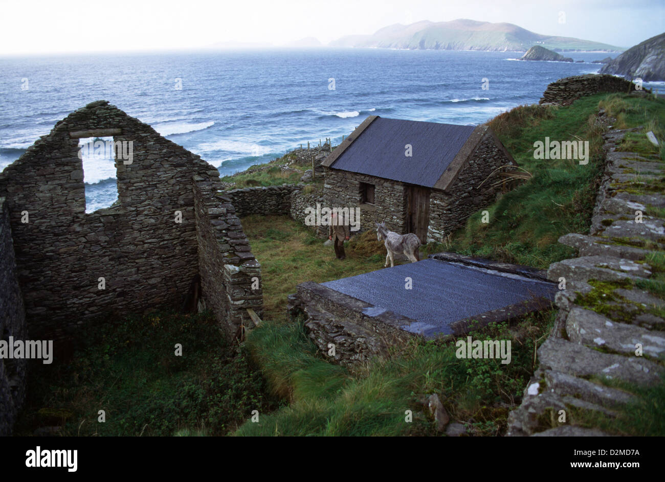 A farmer on his land at Dunquin on the Dingle Peninsula, County Kerry, Ireland. Stock Photo