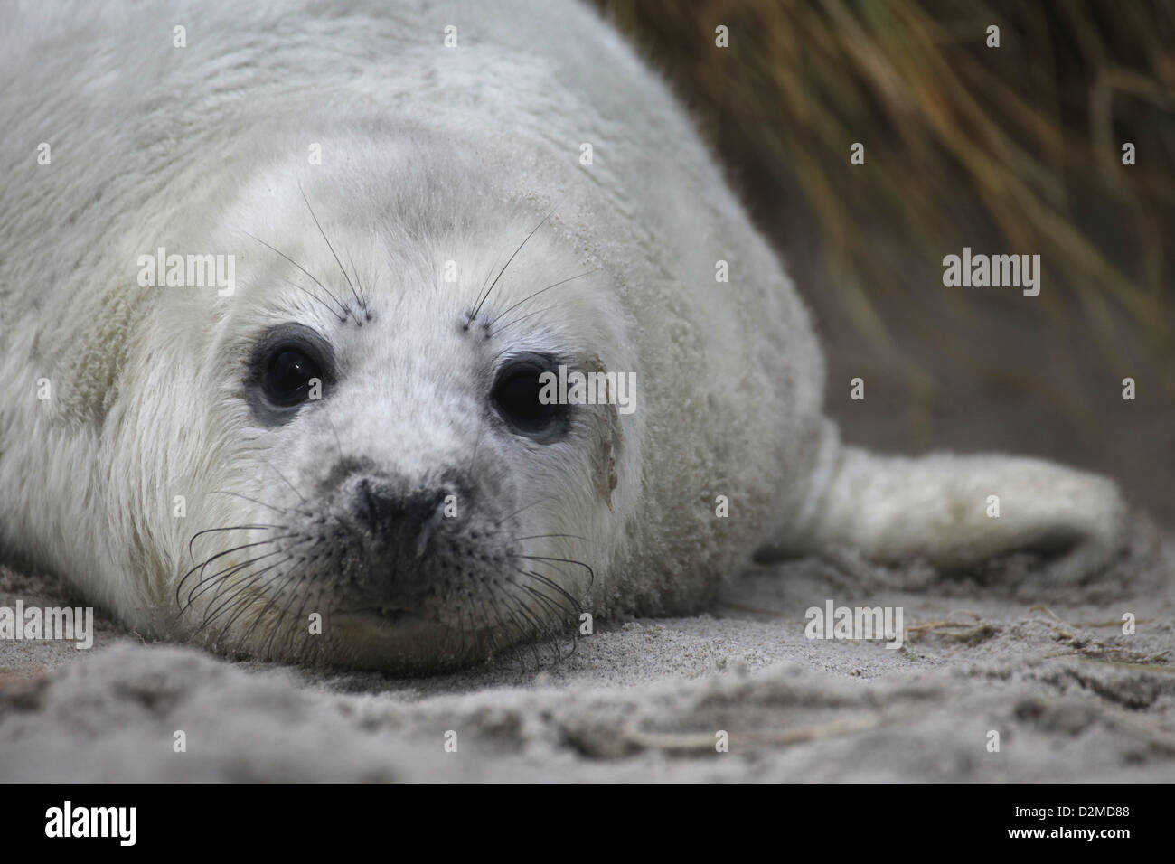 A white grey seal pup Halichoerus grypus, lying in the sand dunes of Helgoland, North Sea Stock Photo