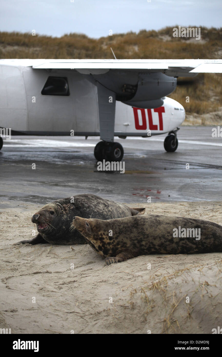 A grey seal pair Halichoerus grypus, lying next to the airstrip of the airport of Helgoland, North Sea Stock Photo