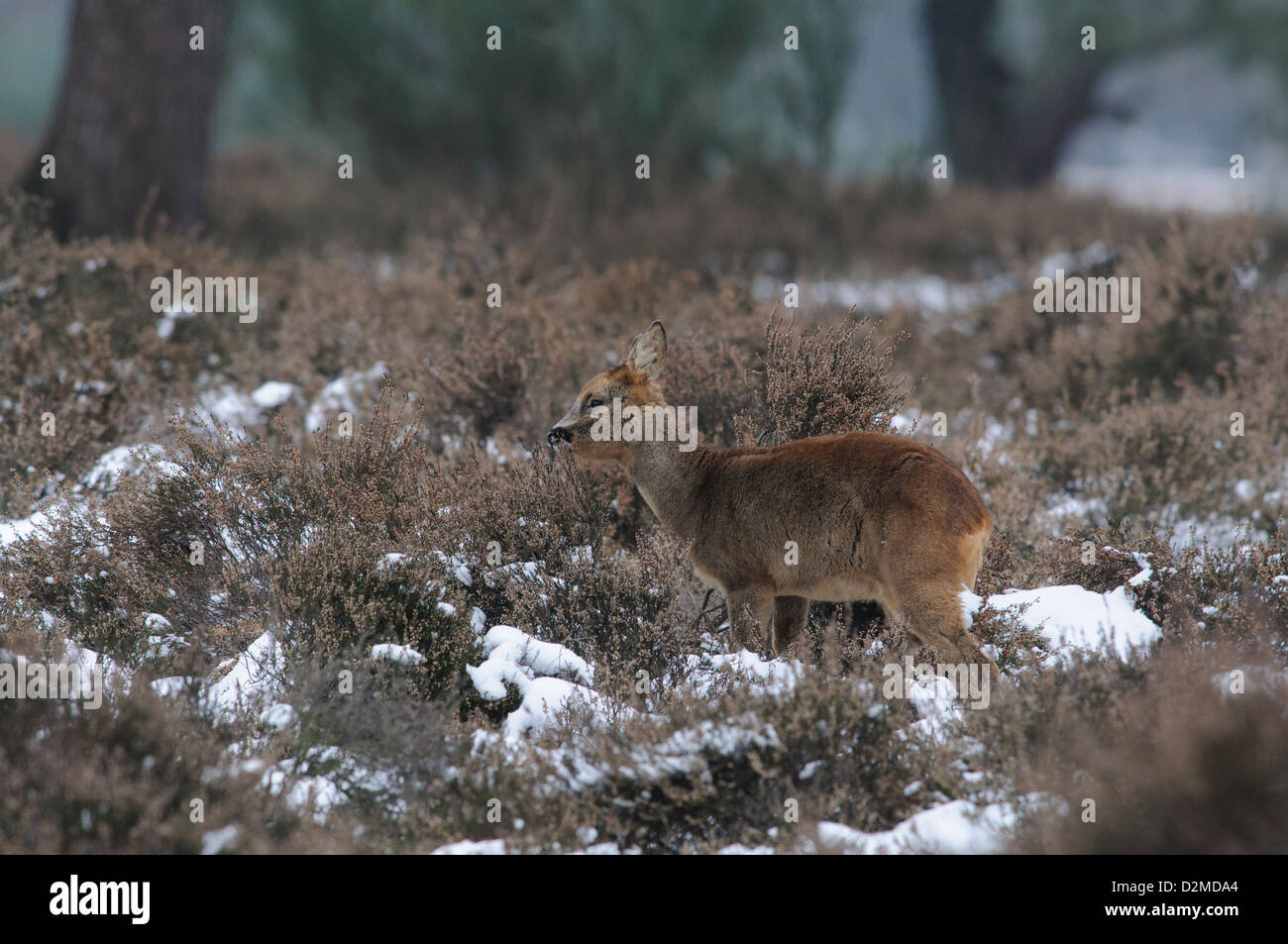 Roe deer in the snow Stock Photo - Alamy