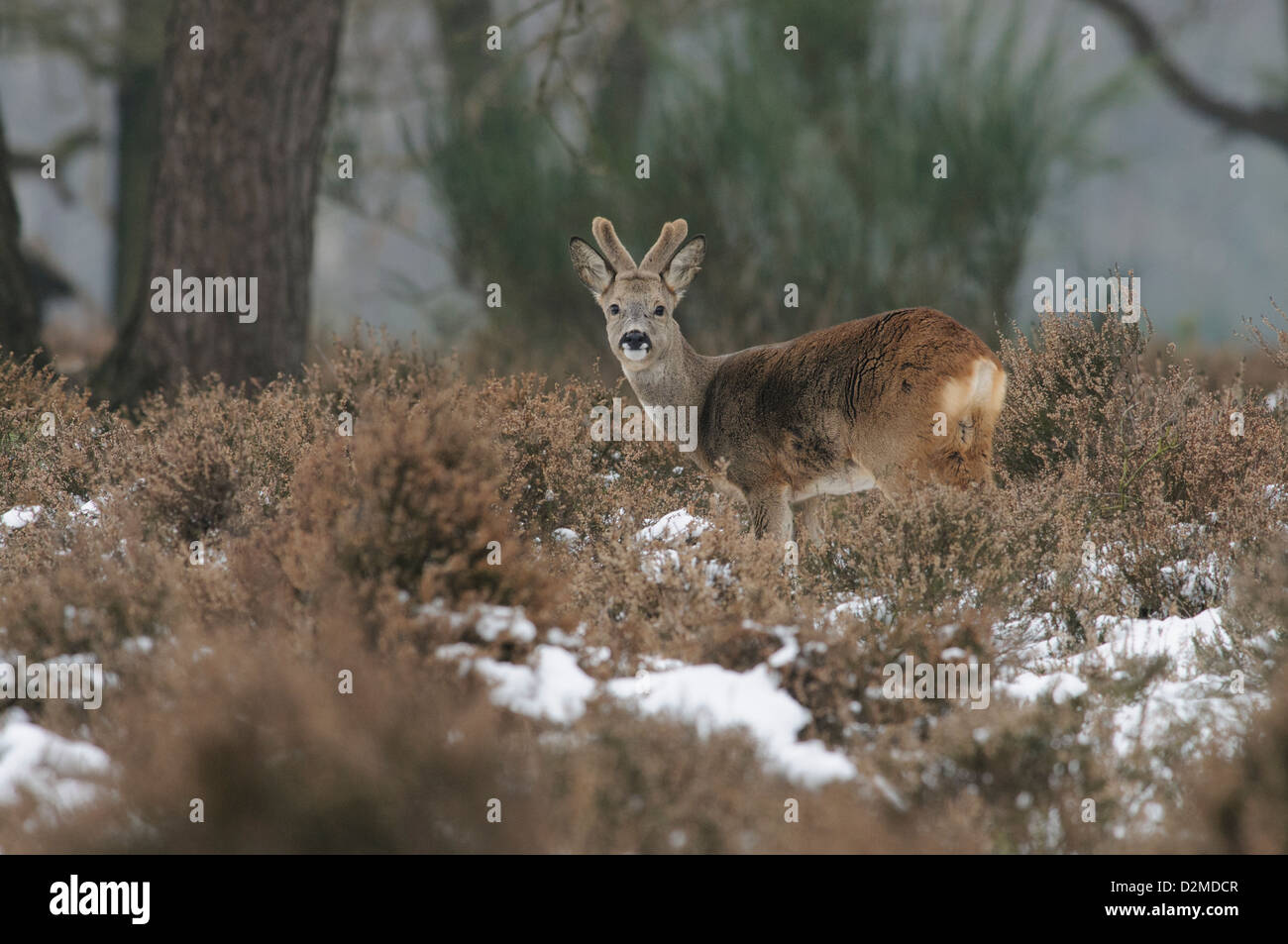 Roe deer in the snow Stock Photo - Alamy