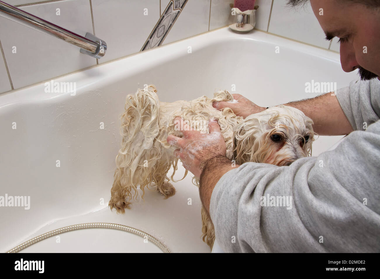 Be smaller in the longhair dog grooming, sometimes it needs a bath