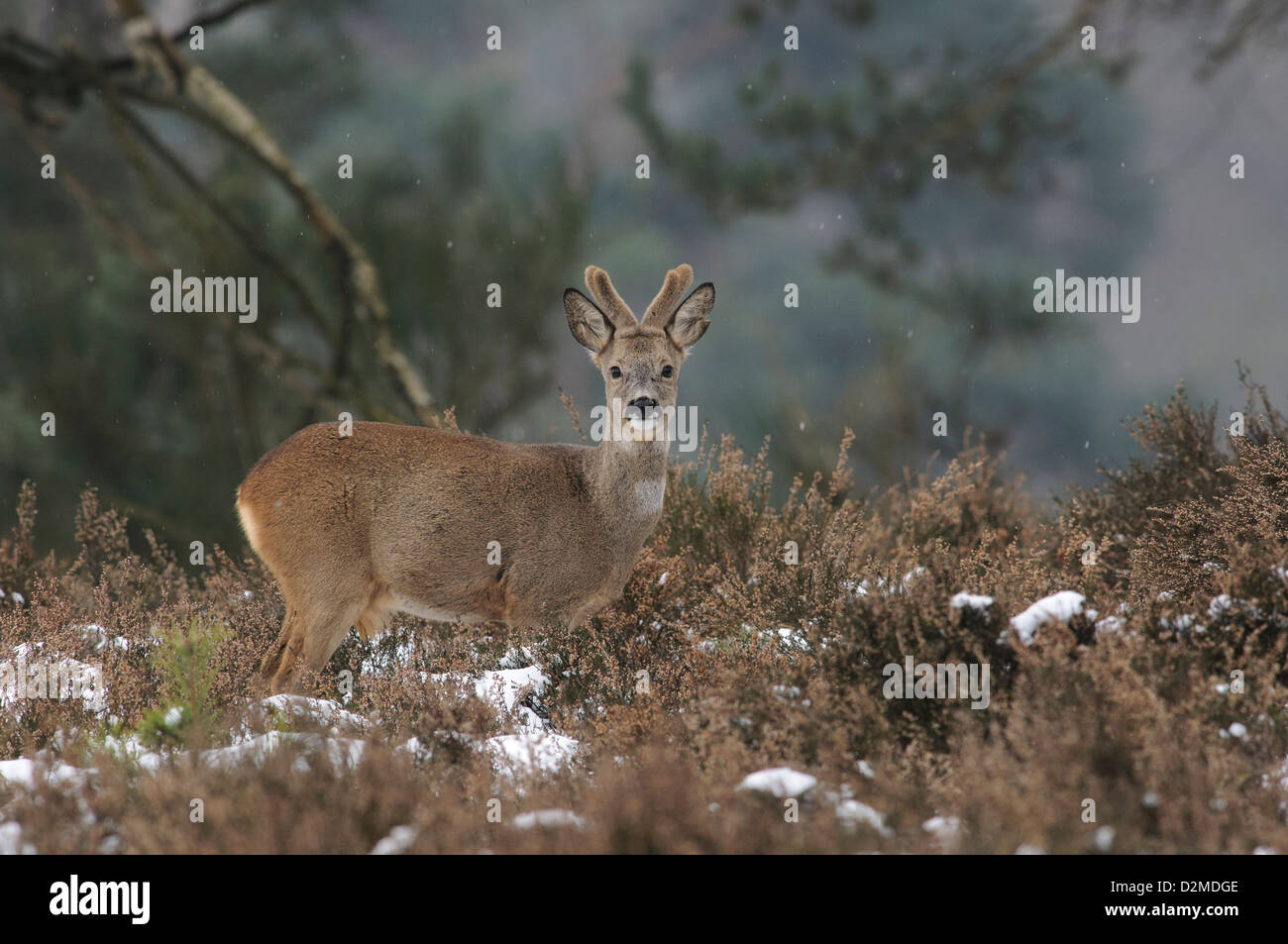 Roe deer in the snow Stock Photo - Alamy
