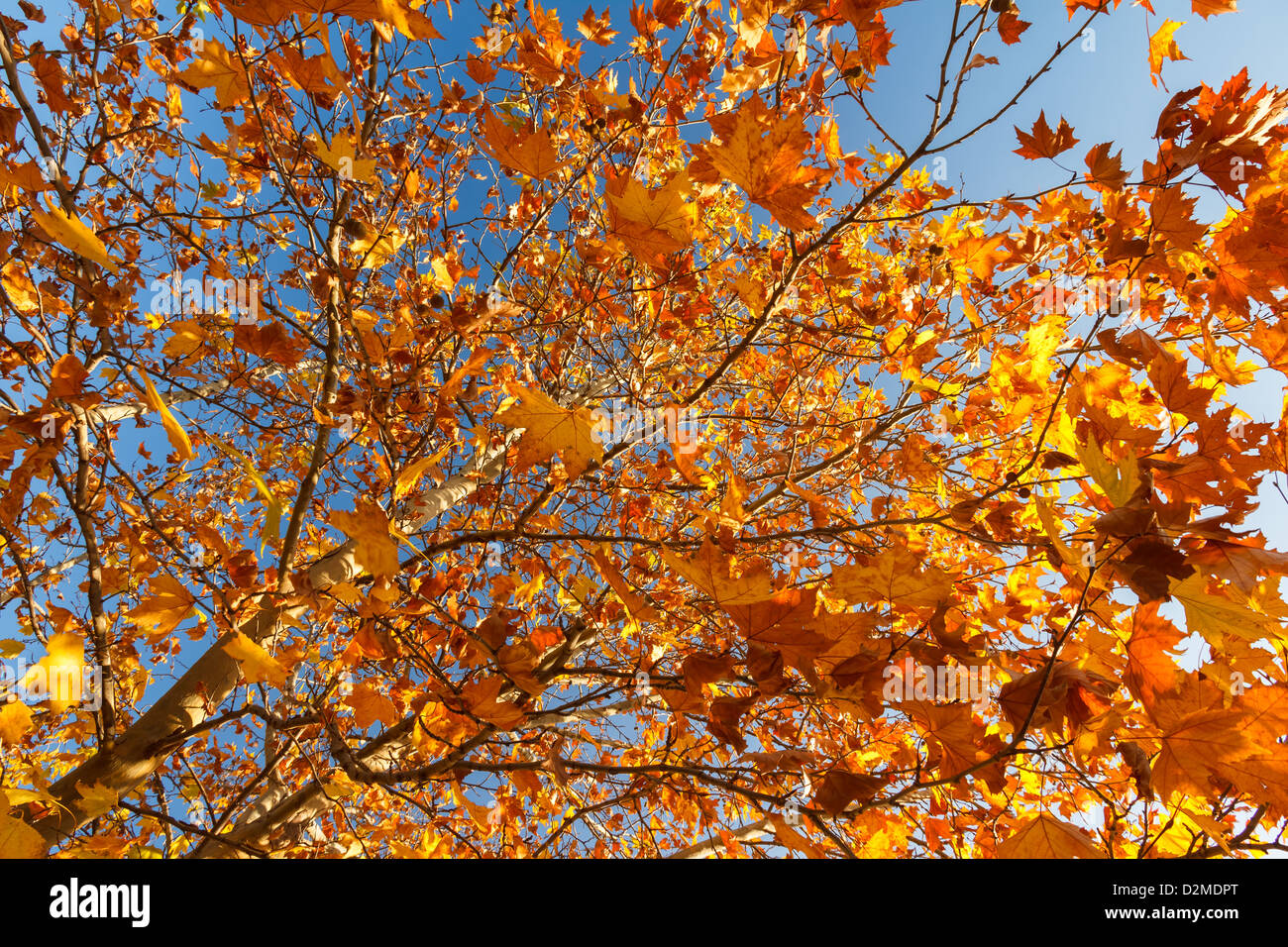 Beautiful golden leaves in Autumn against blue sky in Greece Stock ...