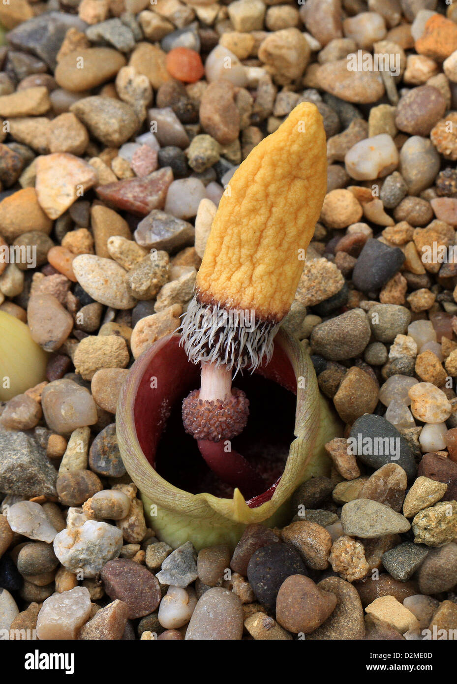 Biarum ditschianum, Araceae. Turkey. This is a relatively new plant species described only in 1989. Stock Photo