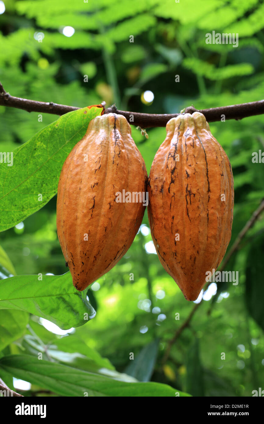 Seed Pods of a Cacao Tree or Cocoa Tree, Theobroma cacao 'Amelonado', Malvaceae. Used to make Cocoa and Chocolate. Stock Photo