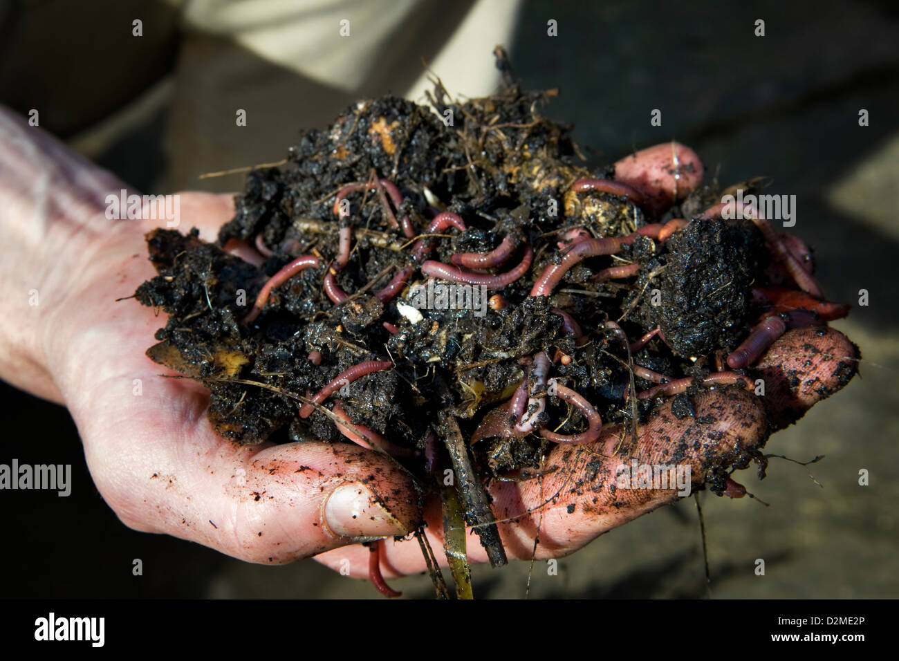 Close up of a mans hand holding earth worms in freshly dug soil from compost heap Stock Photo