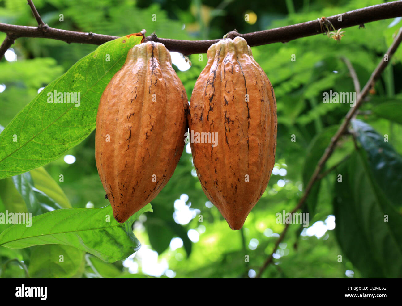 Seed Pods of a Cacao Tree or Cocoa Tree, Theobroma cacao 'Amelonado', Malvaceae. Used to make Cocoa and Chocolate. Stock Photo