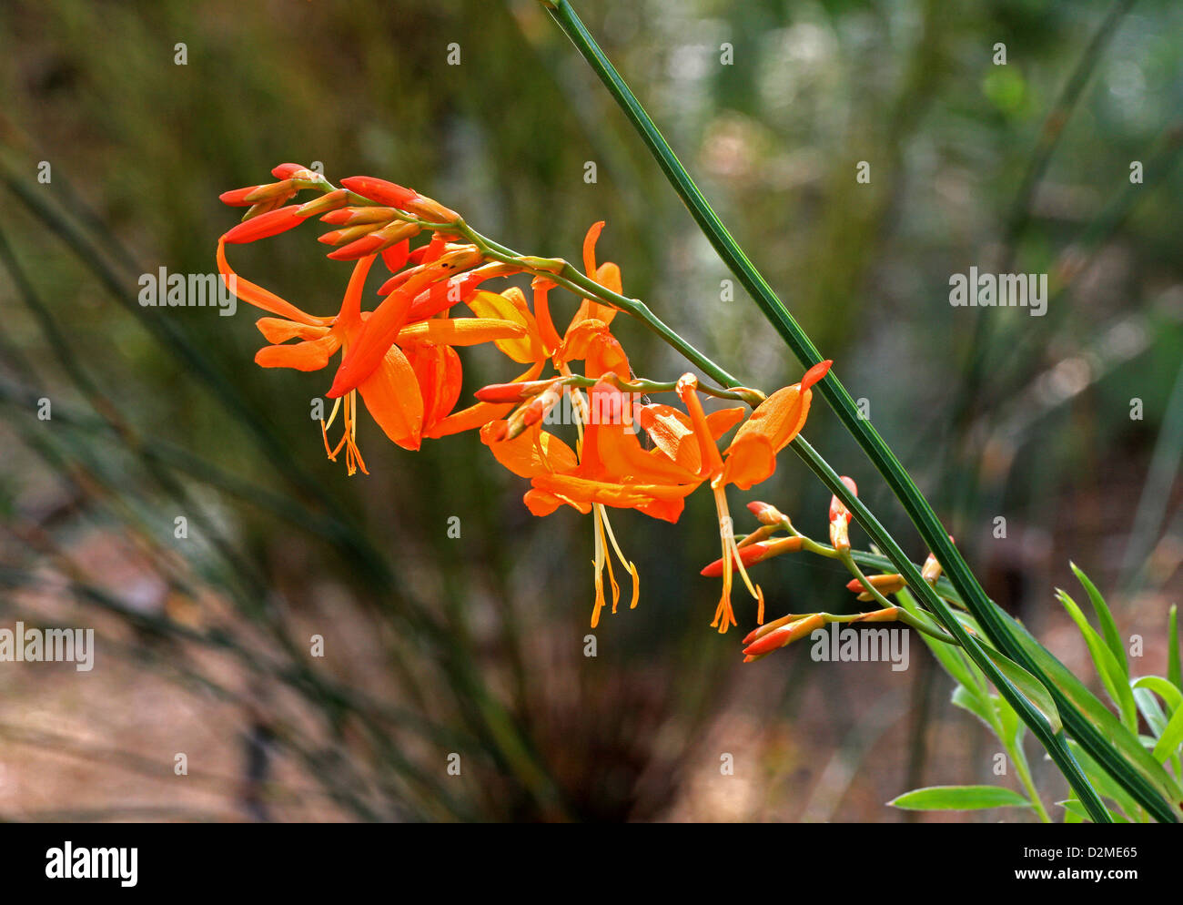 Falling Stars, Valentine Flower, or Montbretia, Crocosmia aurea, Iridaceae. Native of South Africa. Stock Photo