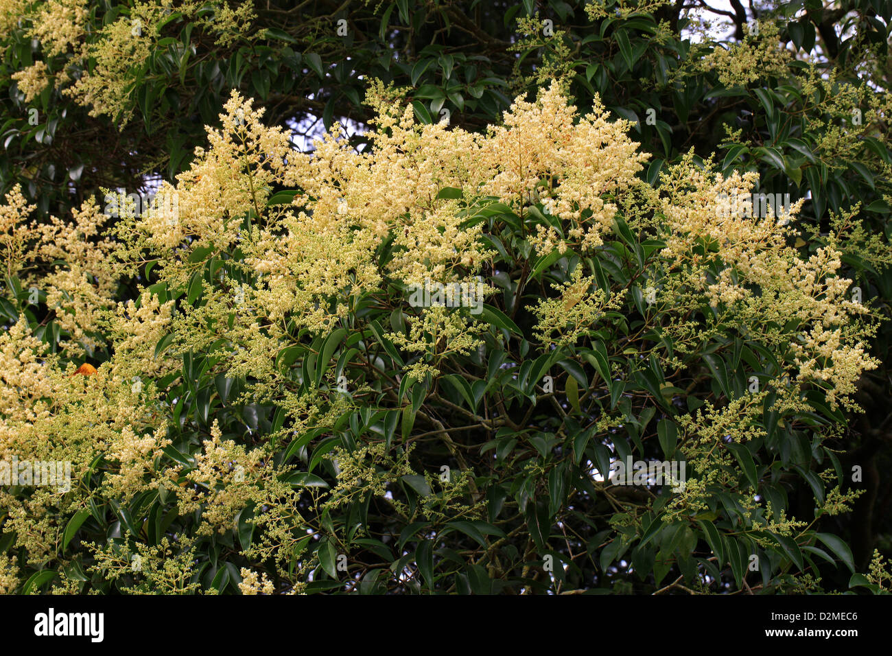 Chinese Privet, Chinese Wax Tree, Waxleaf Privet, Broad-leaf Privet, Shining-leaved Privet or Glossy Privet, Ligustrum lucidum. Stock Photo
