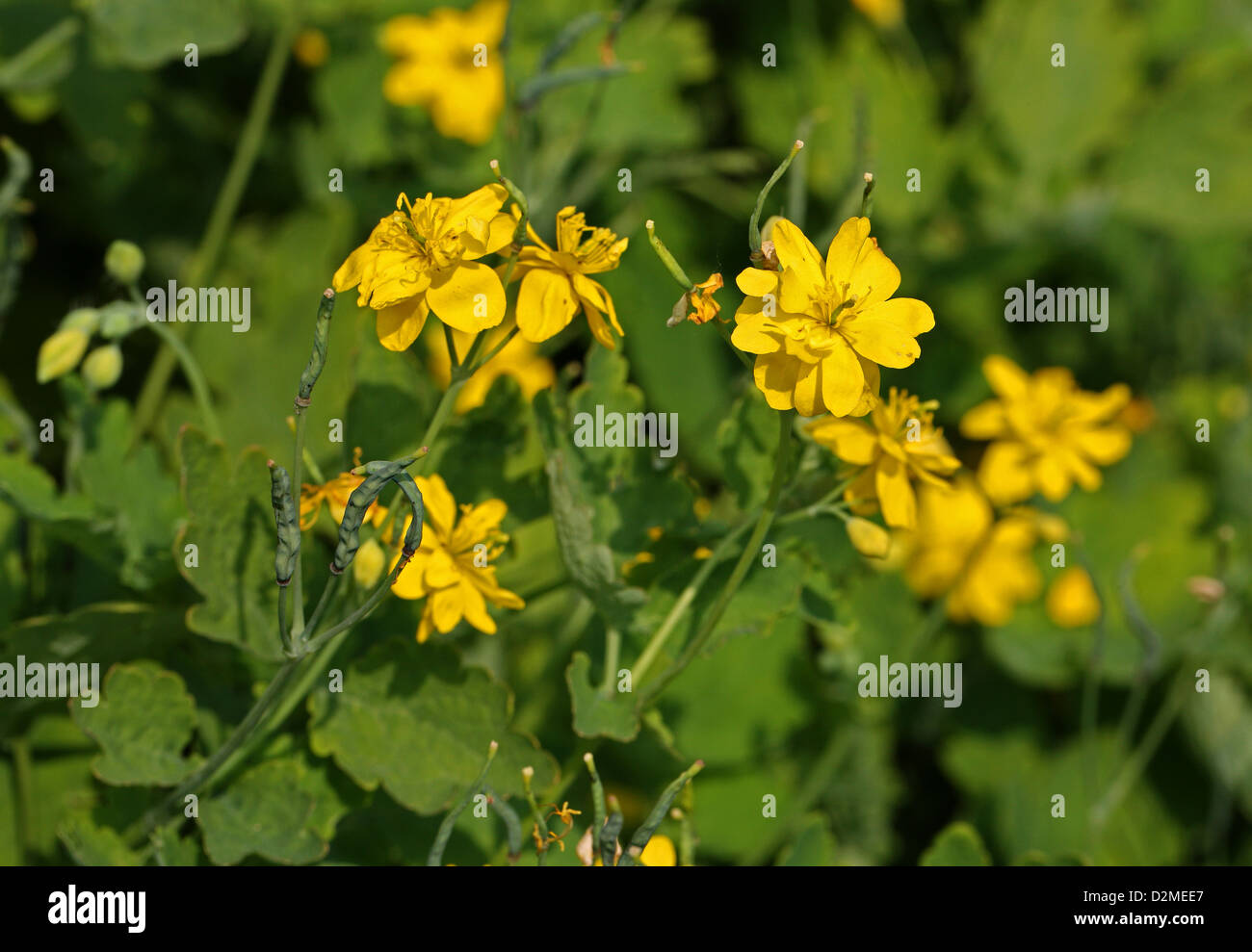 Double Flowered Greater Celendine, Chelidonium majus 'Flore Pleno', Papaveraceae. A cultivated variety with double flowers. Stock Photo