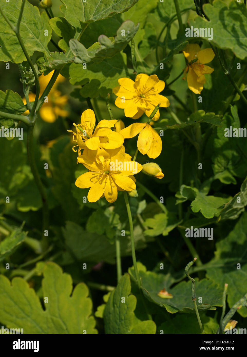 Double Flowered Greater Celendine, Chelidonium majus 'Flore Pleno', Papaveraceae. A cultivated variety with double flowers. Stock Photo