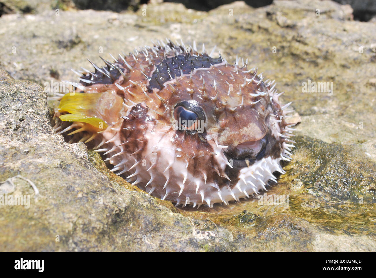 Blowfish near me deals