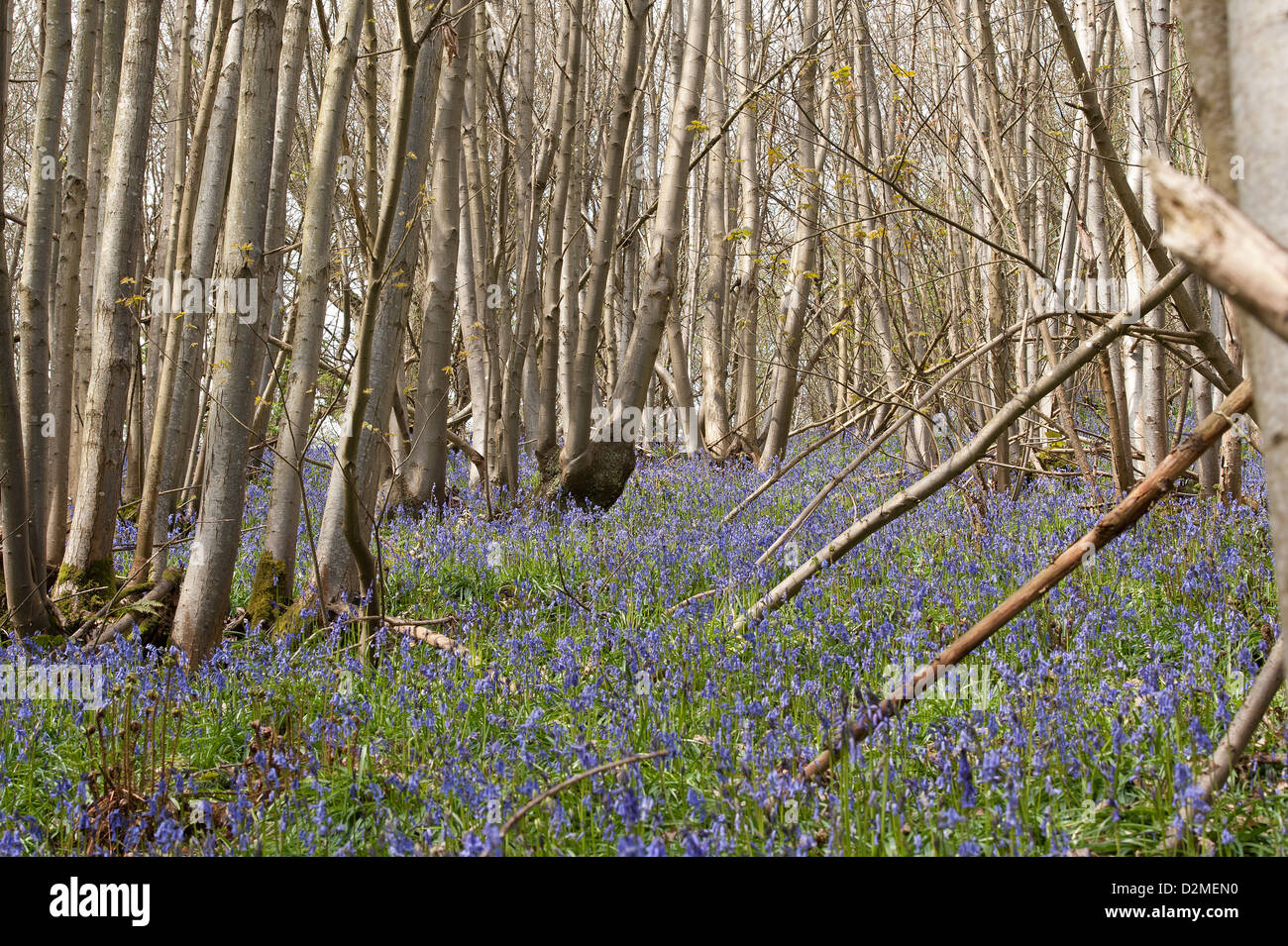 Ancient pollarded beech hi-res stock photography and images - Alamy