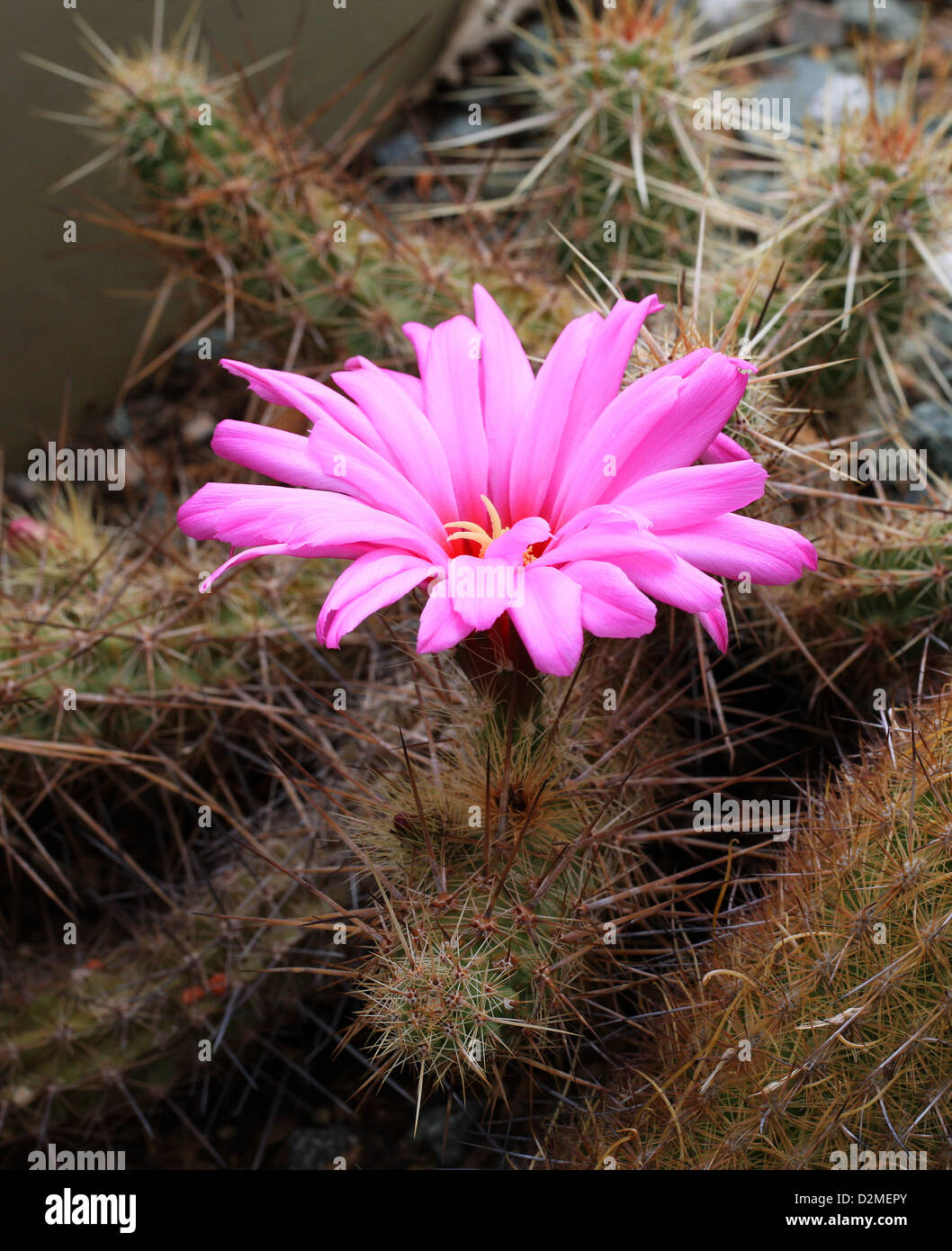 Cactus, Echinocereus brandegeei, Cactaceae. North West Mexico. Stock Photo