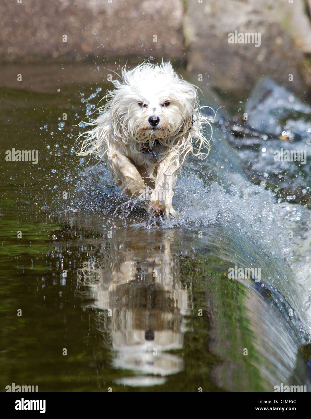 Little long-haired dog running through a body of water like the water splashes left and right of it, in the water, the dog is mi Stock Photo