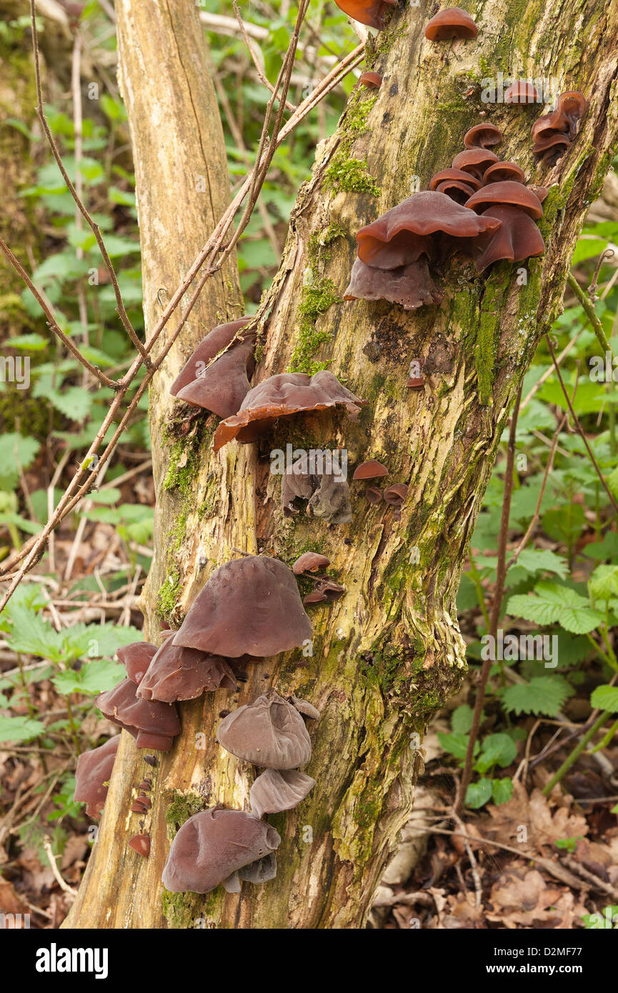Jew's Ear Fungus fruiting bodies growing on dying elderberry tree trunk