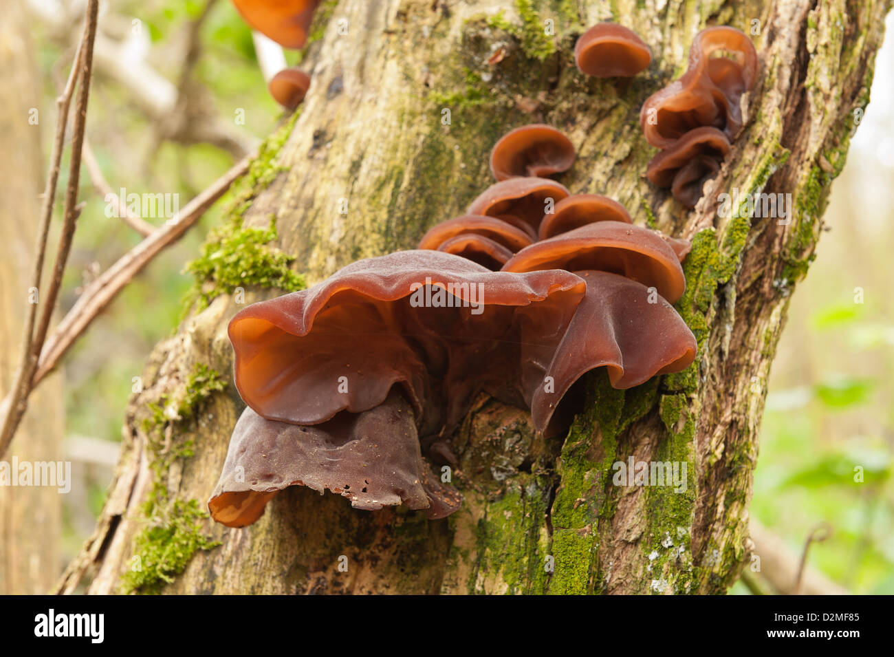 Jew's Ear Fungus fruiting bodies growing on dying elderberry tree trunk