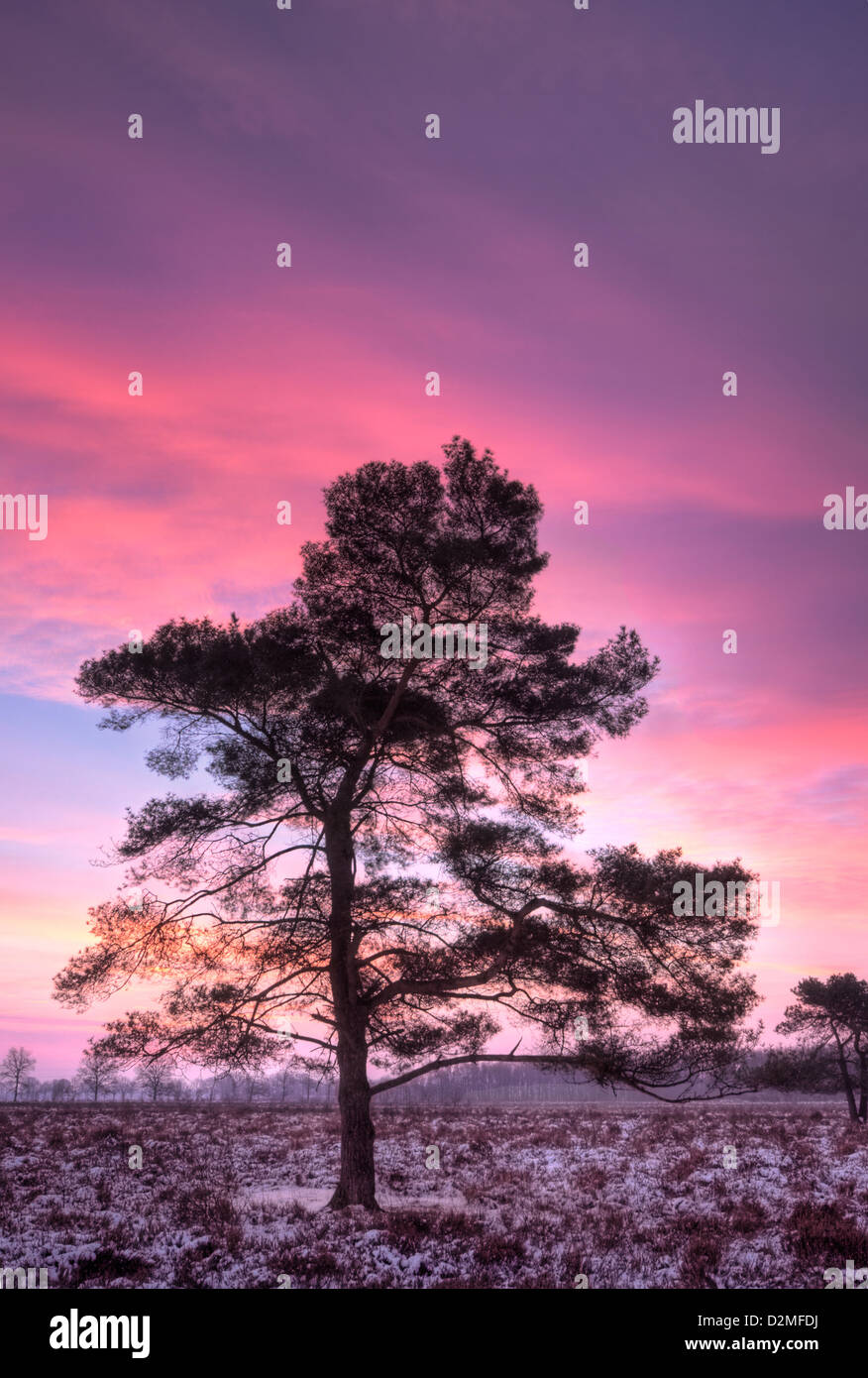 Pine on heath in winter at sunrise under a pink sky Stock Photo