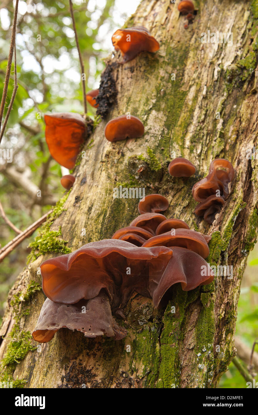 Jew's Ear Fungus fruiting bodies growing on dying elderberry tree trunk