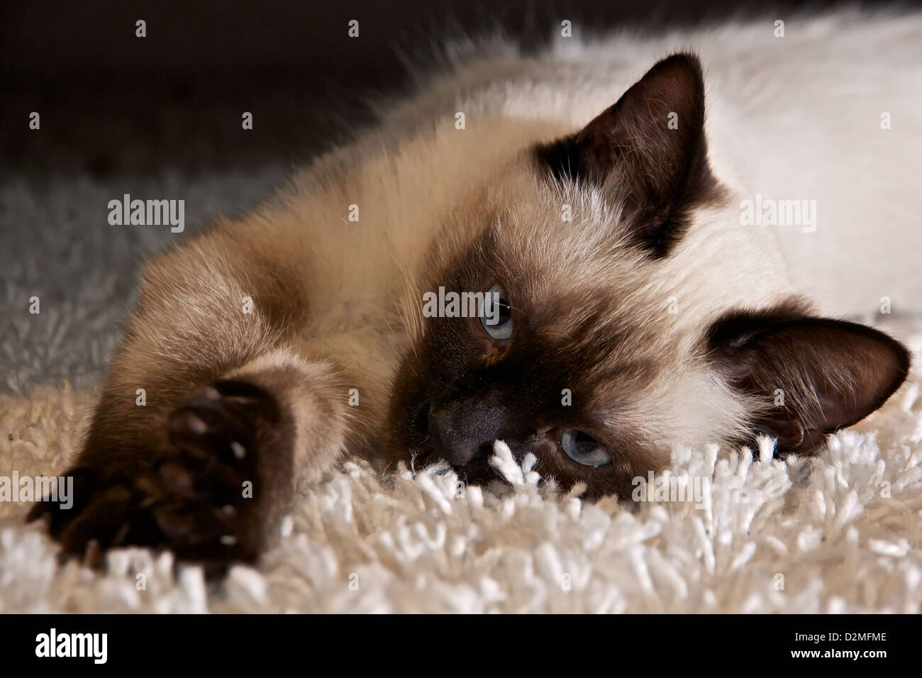 A pedigree cat is lying on the carpet and wants to play Stock Photo