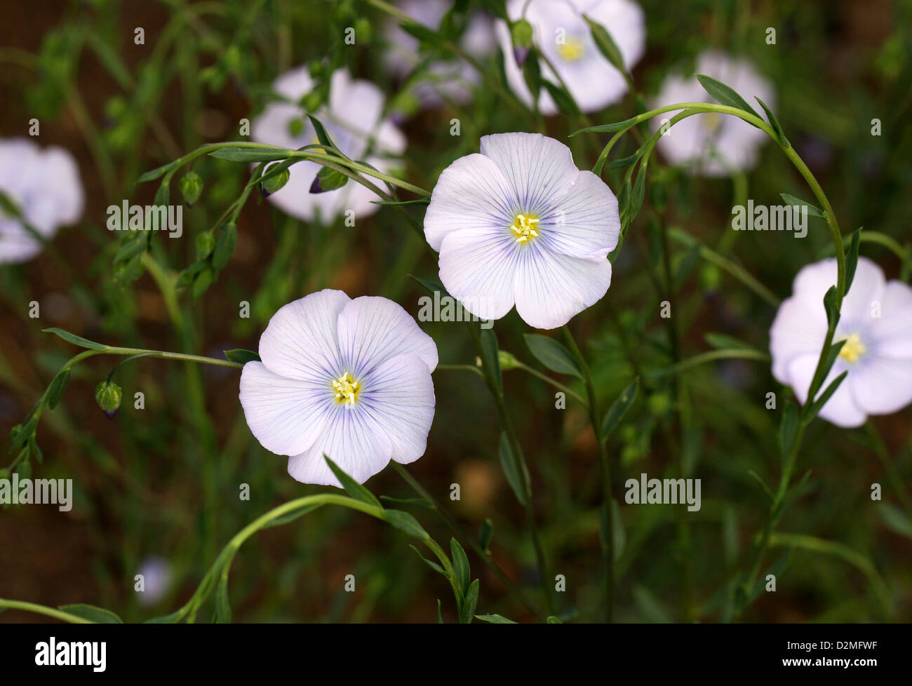 Flax, Common Flax or Linseed, Linum usitatissimum, Linaceae