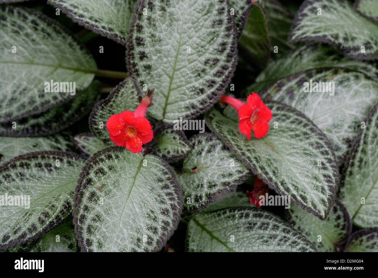 Flame Violet, Episcia cupreata, Gesneriaceae. Caribbean Native. Mexico, Central Americas, Northern South America, Columbia, Vene Stock Photo