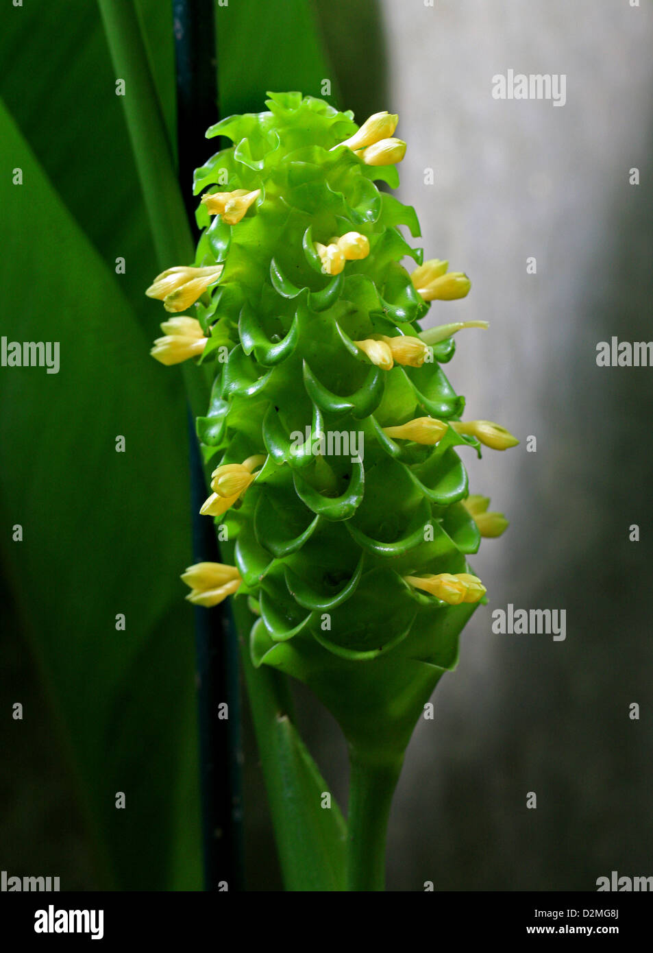 Green Ice or Green Ice Calathea, Calathea cylindrica, Marantaceae. Brazil, South America. Stock Photo