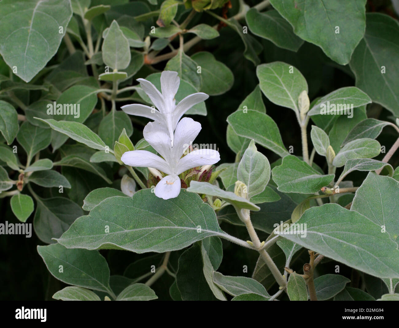 Grey Barleria, Barleria albostellata, Acanthaceae, South Africa and Zimbabwe. Aka grysbarleria, fluweelblaarbosviooltjie. Stock Photo