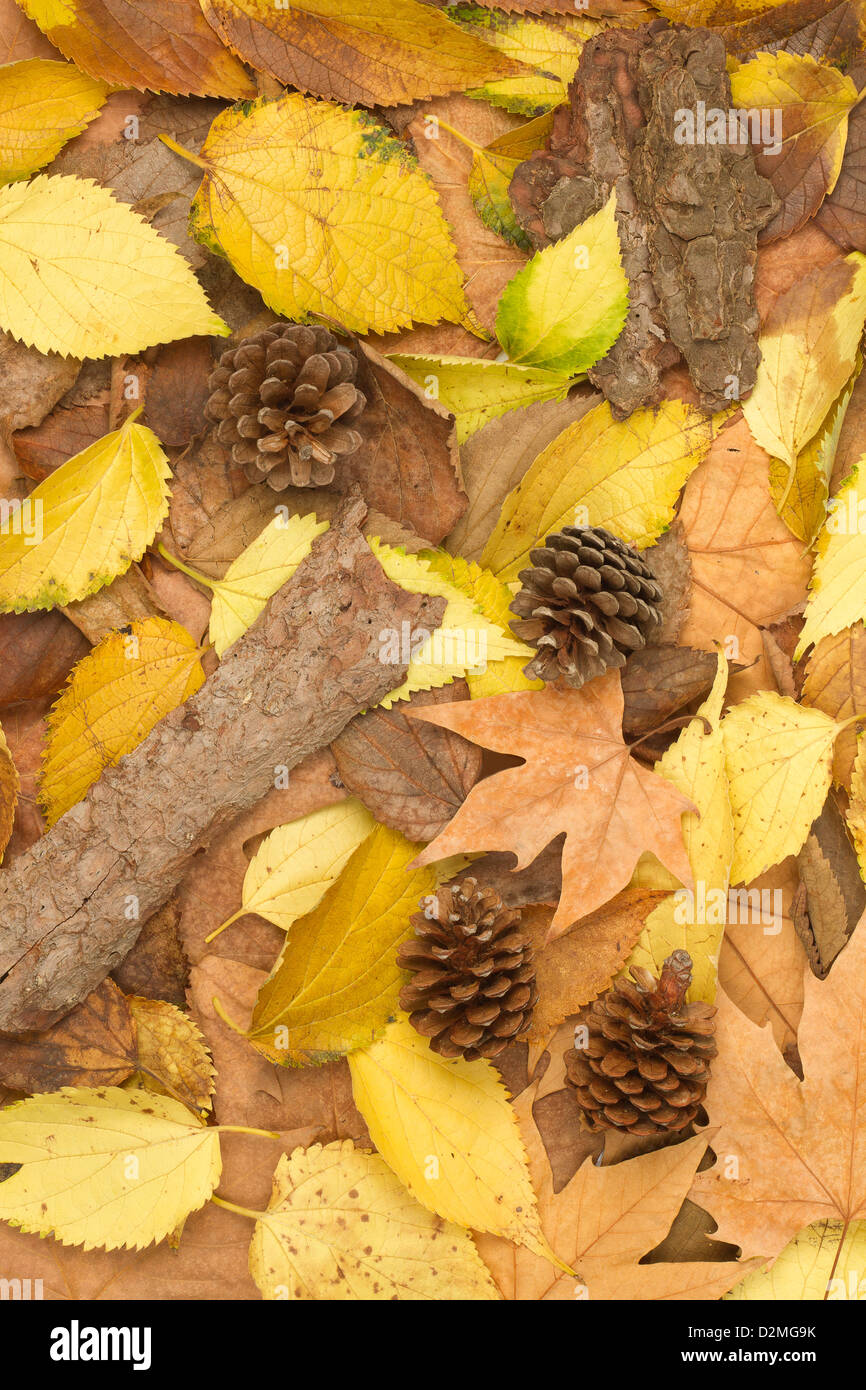 Pile of leaves Stock Photo - Alamy