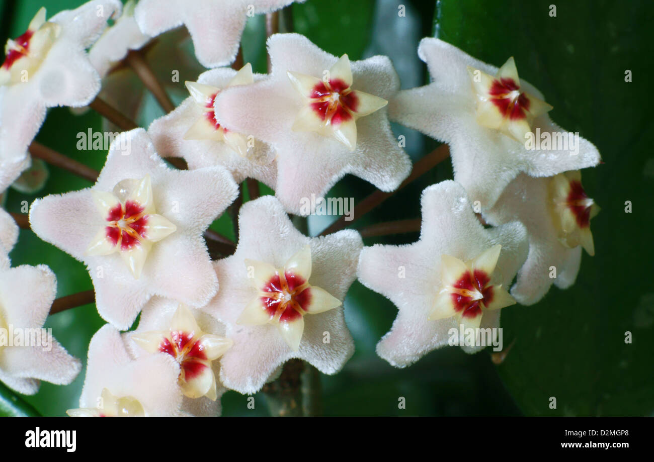 Hoya bella, flower, Poland Stock Photo