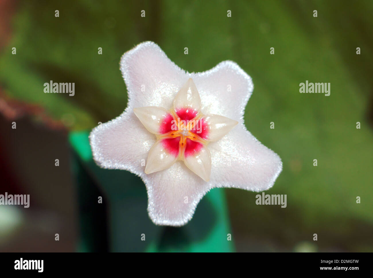Hoya bella, little flower, Poland Stock Photo